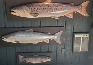 Sculptures from photo of released taiman, Atlantic Salmon and rainbow trout